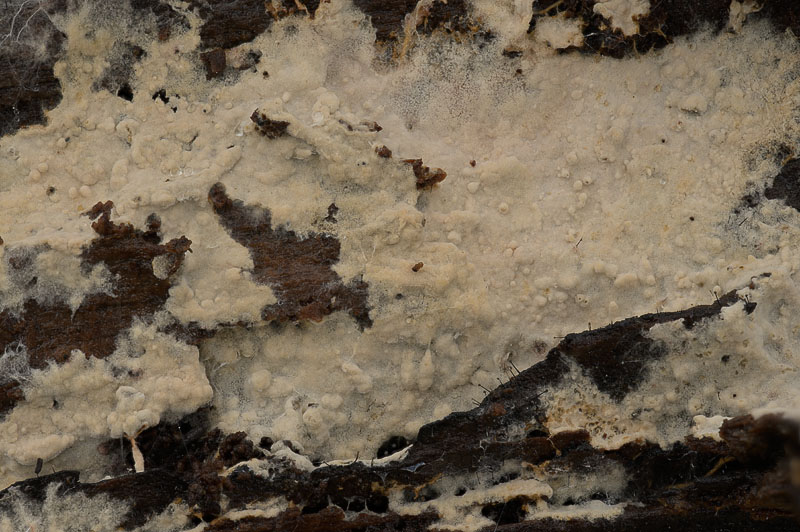 Asterostroma cervicolor